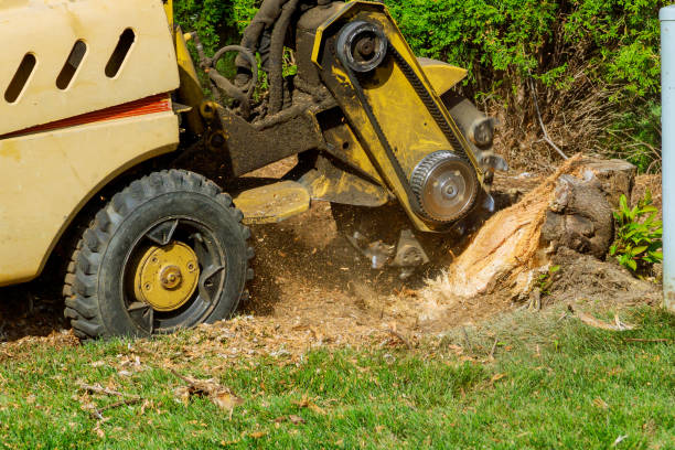 Best Lawn Renovation and Restoration  in Walton Hills, OH