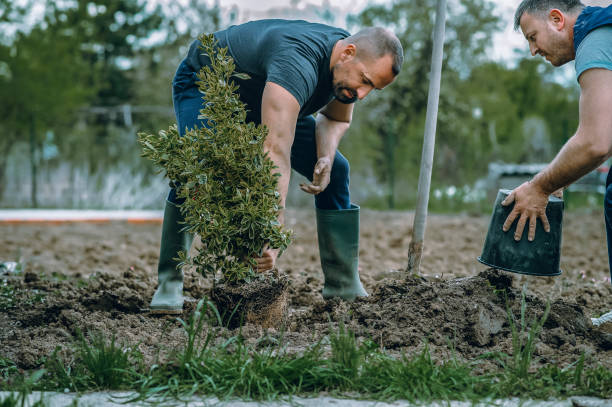 Best Tree and Shrub Care  in Walton Hills, OH